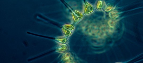 800px-Phytoplankton_-_the_foundation_of_the_oceanic_food_chain