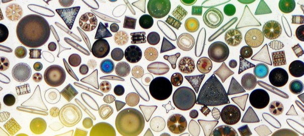 A variety of marine diatoms. Credits
Image: Wikimedia Commons (edited by MIT News)
