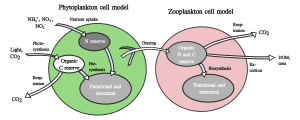Schematic representation of a phytoplankton cell model and a zooplankton model - Image courtesy: D. Talmy