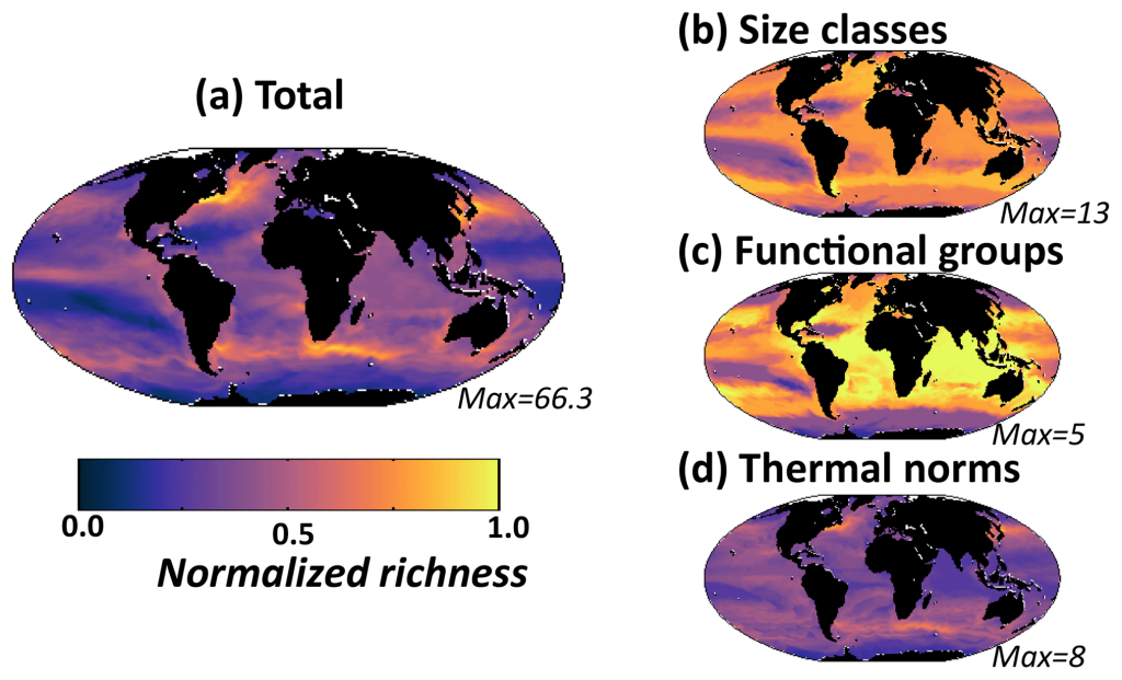 Model diversity measured as annual mean normalized richness in the surface layer. Normalization is by the maximum value for that plot (value noted in the bottom right of each panel). (a) Total richness determined by number of individual phytoplankton types that coexist at any location; (b) size class richness determined by number of coexisting size classes; (c) functional richness determined by number of coexisting biogeochemical functional groups; (d) thermal richness determined by number of coexisting temperature norms - Image courtesy: The researchers.